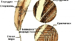 Struktura perja