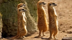 Meerkat (fotografija): smiješno gledati, koji je uvijek oprezan