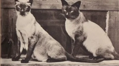 Tajlandske i sijamske mačke: sličnosti i razlike