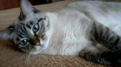 Tajlandska mačka boja tabby point
