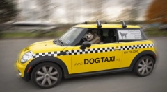 Pet taxi: značajke i pravila prijevoza