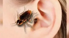 Tracakan u uhu: simptomi i ekstrakcija