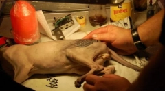 Tetovaža za mačku ili okrutnu modu za životinje