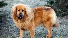 Tibetanski mastif