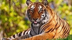Tigar