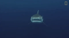 Tiger shark - jedan od najopasnijih morskih pasa na svijetu