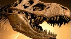 Tirannosaur