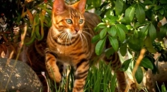 Toyer cat (fotografija): dobrouredna temperamenta u divljini