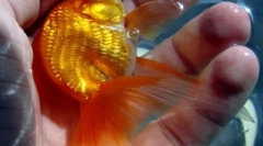 Top 10 priča o uplašenoj zlatnoj ribici