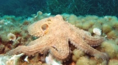 Top 10: najpametniji životinjski planeti