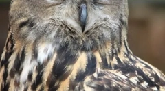 Top 10 najopasnijih grabežljivih ptica (21 fotografije)