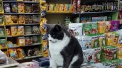 Top 15 koristan pribor za mačke do 1000 rubalja