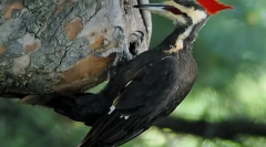 Top 7 životinja s najdužim jezicima