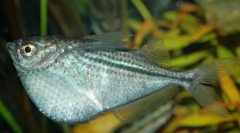 Toporista