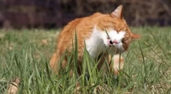 Trava za mačke: raste kod kuće