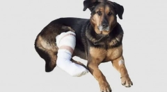 Ozljede mišića, tetiva i ligamenti