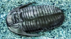 Trilobiti