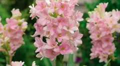 Tubery (poliante)