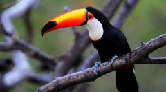 Toucan (fotografija): kljun se ne događa mnogo, to je ono što je ptica upečatljiva!