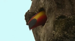 Toucan - egzotična ptica s ogromnim kljunom