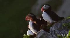 Ipak - marine parrot