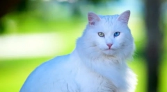 Turska angora (fotografija): grace, život i energija u jednom setu