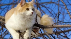 Turski wang (fotografija): veličanstveni plivač i pravi ribarski