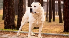 Turkmen alabai (fotografija): žestoko čuvar, pouzdan zaštitnik