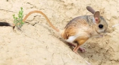 Jumpanchik