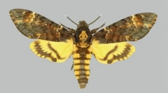 Kakux leptiri na leđa crtež u obliku lubanje?