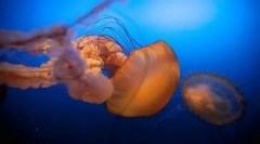 Tko i kako se navode djeca u moru?