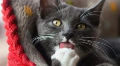 Naučite mačka jezik