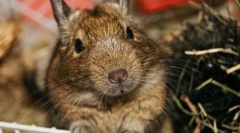 Briga i održavanje čileanskih proteina degu