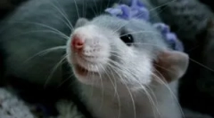 Briga i održavanje domaćih dekorativnih štakora