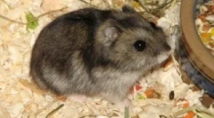 Briga za dzhungarian hamsters