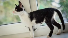 Briga za iscrpljujuću mačku