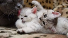 Staračka mačka i mačići