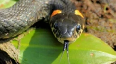 Ugriz nadovitsku zmiju