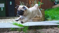 Ups, pug: najzabavniju fotografiju i video