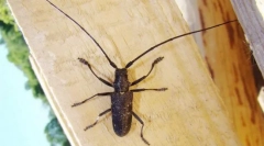 Usachi, žitarice i jezgre