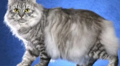 Brkovi - prugasta: domaće mačke s tabby bojom