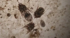 Cat's ear tick: pregled najpopularnijih kapljica