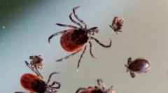 Uvjeti za opstanak krpelja zimi