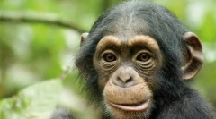 Hoće li se životinje znaju u ogledalu?