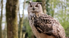 Koja je razlika između sova iz filin