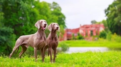 Weimaraner (fotografija): najbolji prijatelj pravog lovca