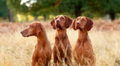 Mađarski podignut (fotografija): lijep lovac s svijetlim izgledom