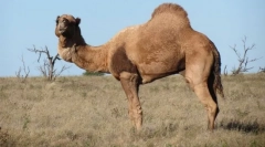 Kamil-dromedar
