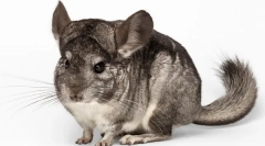 Težina i veličina chinchilla, razvojni stol mjesecima