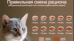 Veterinar (iscjeljivanje) mačka hrana